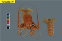 藏品(日本龍蝦)的圖片